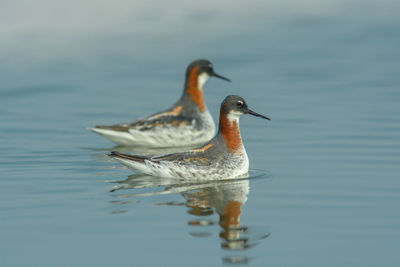 Close-up of duck swimming in lake