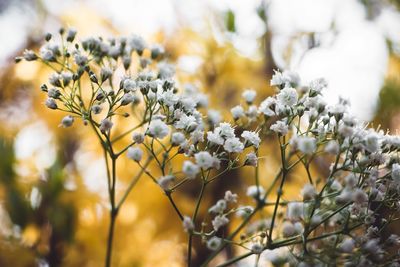 Close-up of white flowering plant