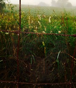 Close-up of spider web against sky