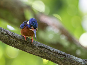 Close-up of bird perching on branch