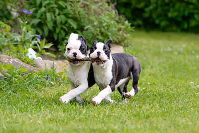 Portrait of puppies with stick in mouth running on grassy field