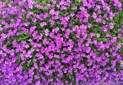 High angle view of pink flowering plants