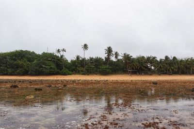 Scenic view of palm trees on landscape against sky