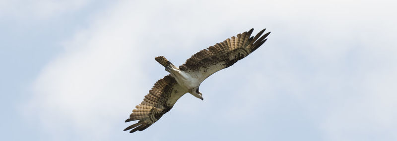 Low angle view of eagle flying in sky