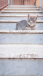 Portrait of cat sitting on floor