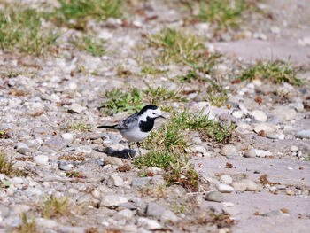 Bird perching on a field