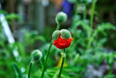 Close-up of red poppy growing on plant in garden