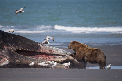 Grizzly with beached sperm whale