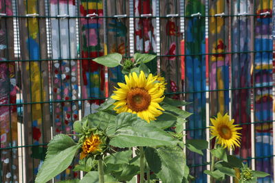 Close-up of yellow flowering plant