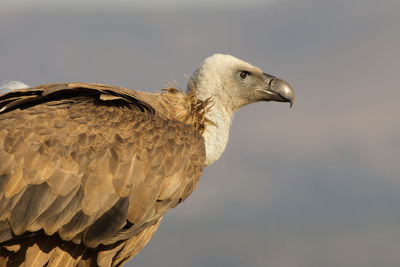 Close-up of a bird