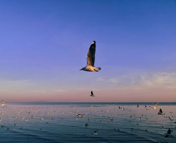 Bird flying over sea against sky