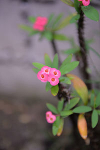 Close-up of pink flowers blooming outdoors