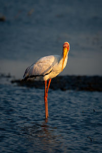 Side view of bird in lake