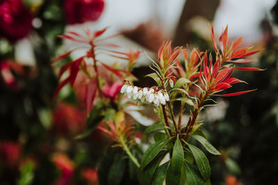 Beautiful white flowers and colorful leaves in autumn