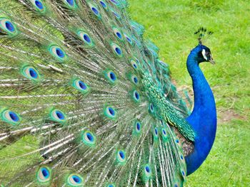 Close-up of peacock