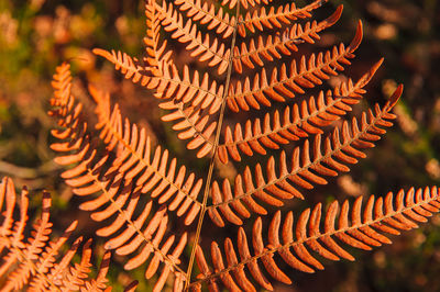 Close-up of fern leaves