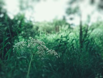Close-up of snake on grass
