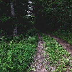 Dirt road in forest