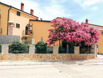 Pink flowering plant by building against sky