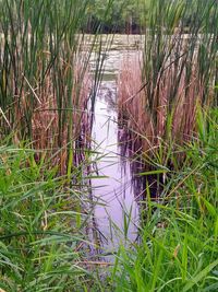 Plants growing in swamp