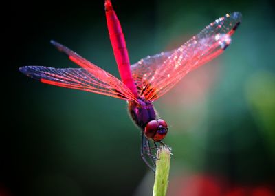 Close-up of insect on red flower