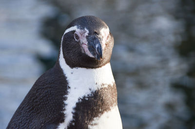Close-up portrait of a bird
