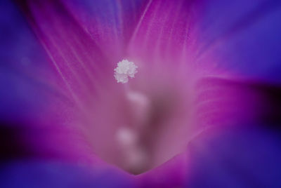 Close-up of flower against blurred background