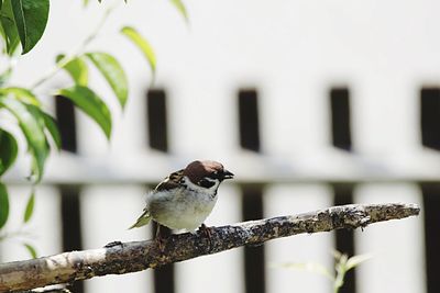 Close-up of bird perching on branch