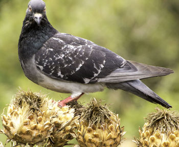 Close-up of bird perching on a plant