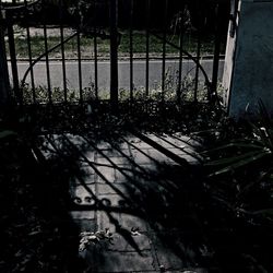 Plants growing on chainlink fence