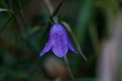 Close-up of purple flowering plant