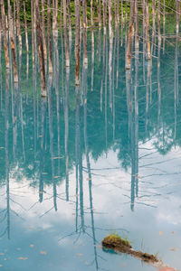 Reflection of bare trees in lake