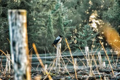 View of birds perching on land