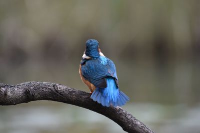 Bird perching on branch