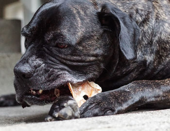 Close-up of black dog