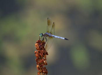 Close-up of dragonfly on plant