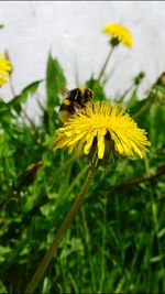 Close-up of bee on yellow flower