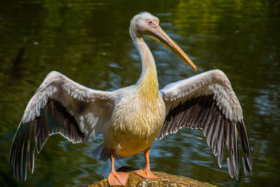 Bird perching on a lake