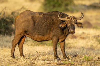 Female cape buffalo stands staring toward camera
