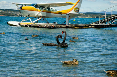 View of ducks swimming in sea