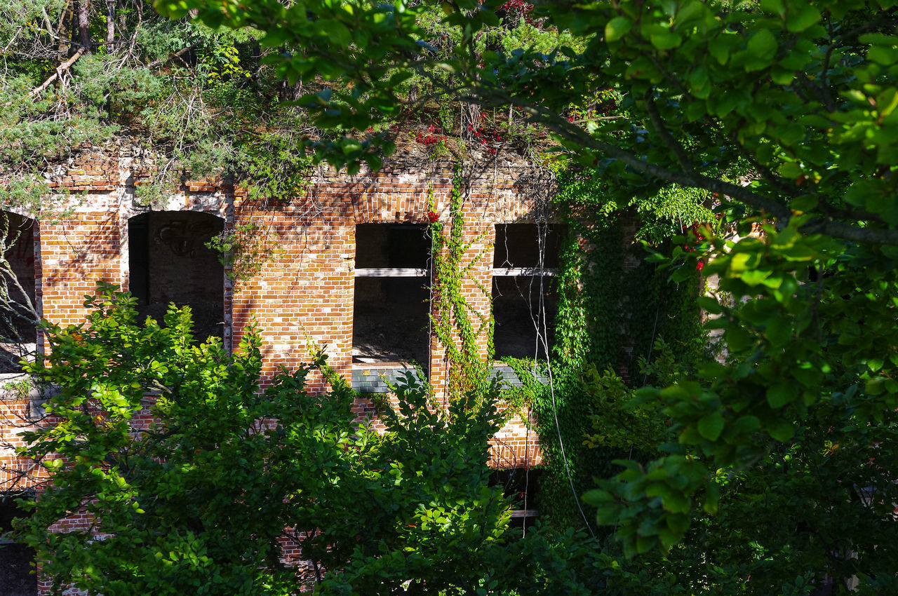 IVY GROWING ON OLD BUILDING BY TREES