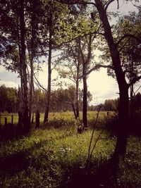 Trees on grassy field