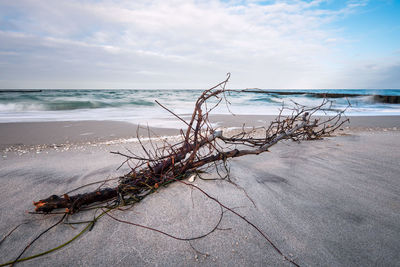 Driftwood on beach against sky