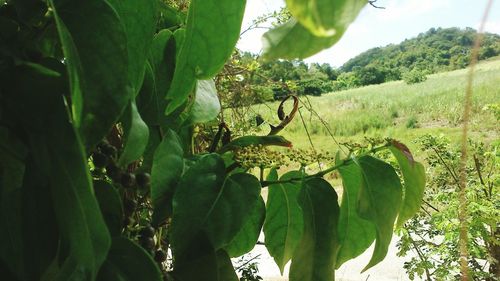 Plants growing in field