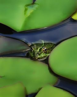 Close-up of frog in water