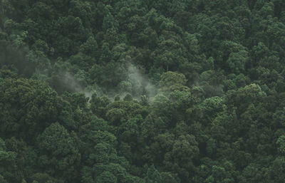 High angle view of trees in forest