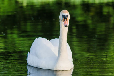 Swan swimming in lake