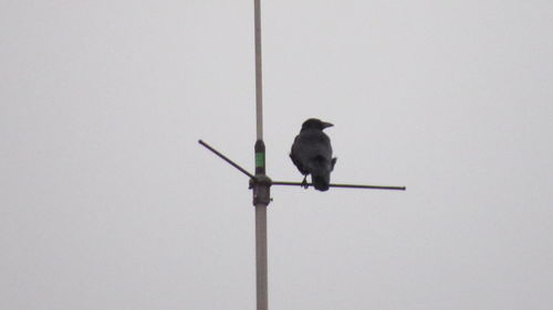 Low angle view of bird perching