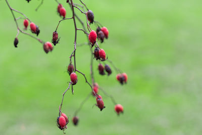 Close-up of red berries growing on plant