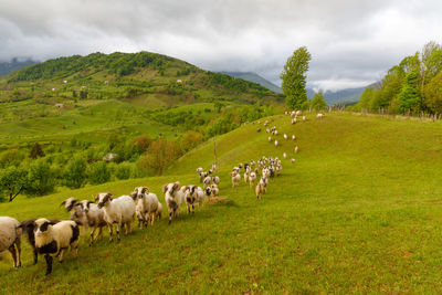 Horses in a field